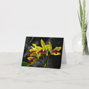 Orchids Tack Kort