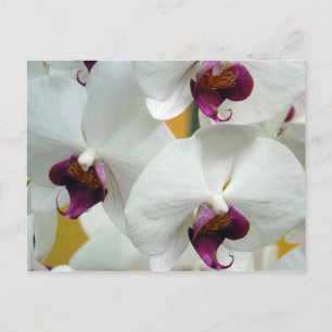 Orchids Vykort