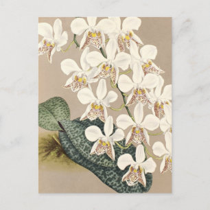 Orchids Vykort