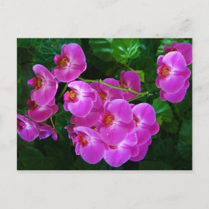 Orchids Vykort