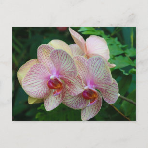 Orchids Vykort