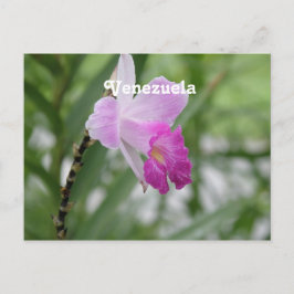 Orchids Vykort