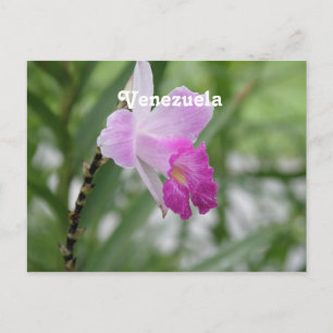 Orchids Vykort