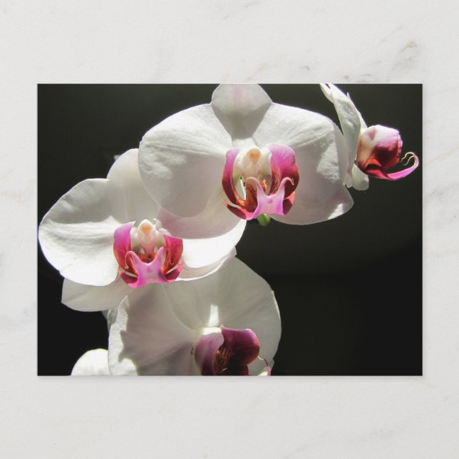 Orchids Vykort (Framsida)
