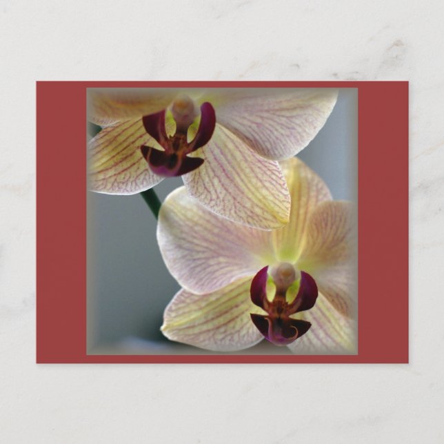 Orchids Vykort (Framsida)