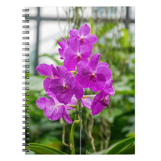 Orchidsanteckningsbok Anteckningsbok Med Spiral (Framsidan)