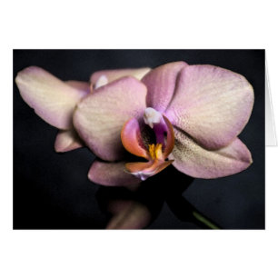 orchidskort hälsningskort