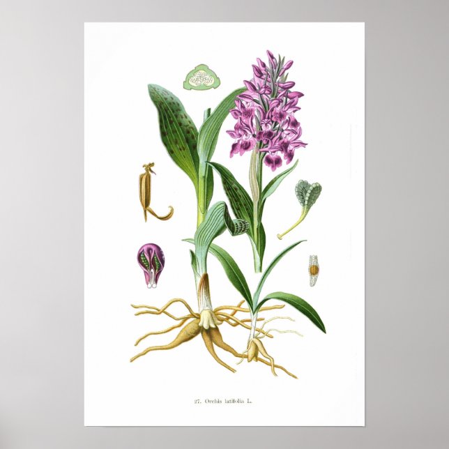 Orchis latifolia poster (Framsidan)