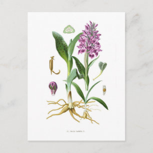 Orchis latifolia vykort