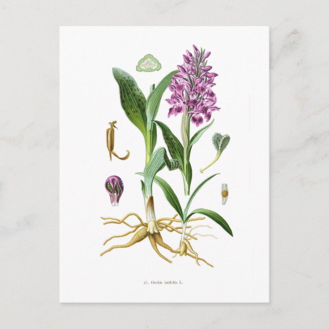 Orchis latifolia vykort (Framsida)