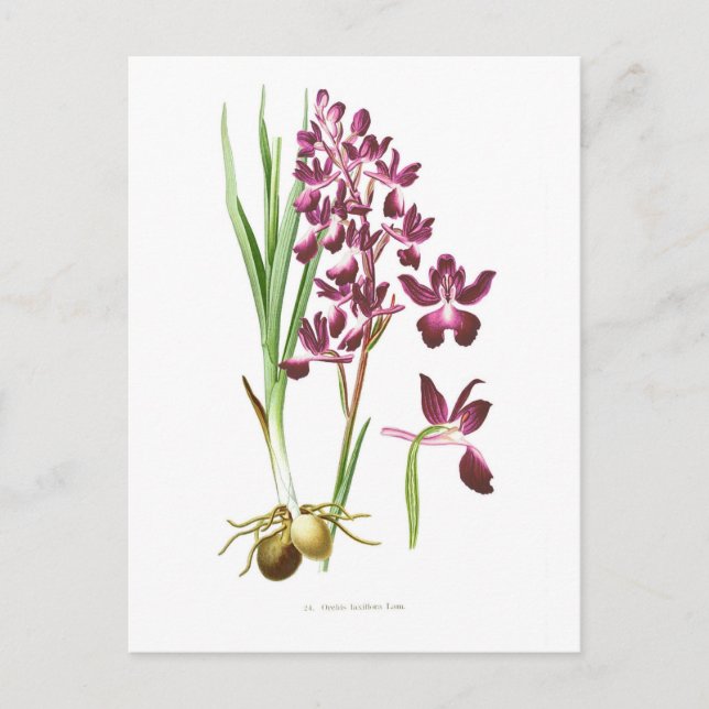 Orchis laxiflora vykort (Framsida)