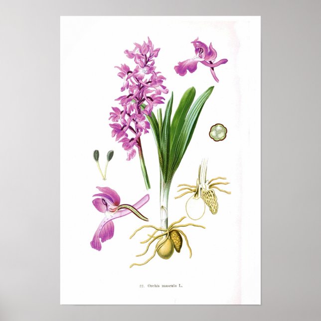 Orchis mascula poster (Framsidan)
