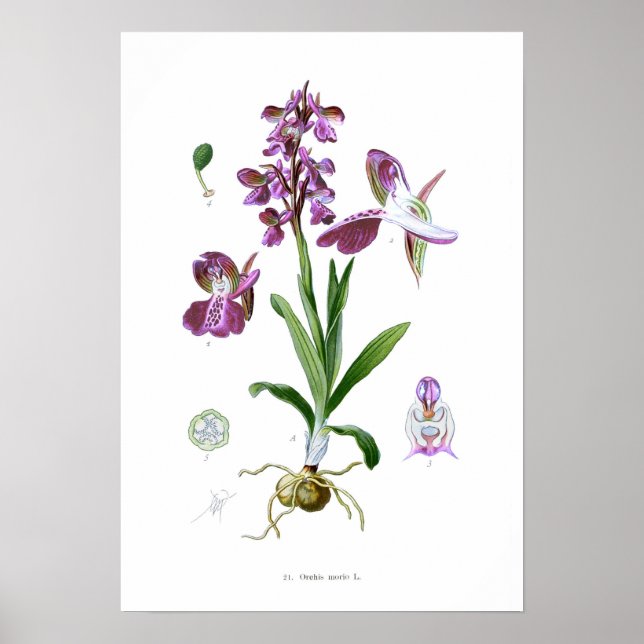 Orchis morio poster (Framsidan)