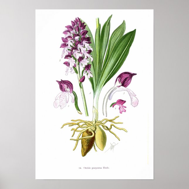Orchis purpurea poster (Framsidan)