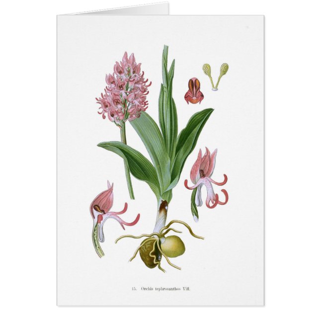 Orchis tephrosanthos hälsningskort (Framsidan)