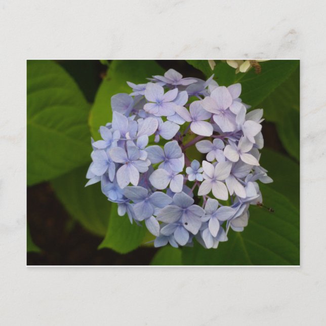 Ordensie Vykort (Framsida)