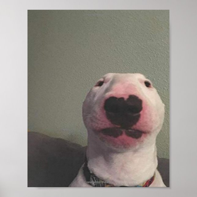 Ordna Hund Poster (Framsidan)