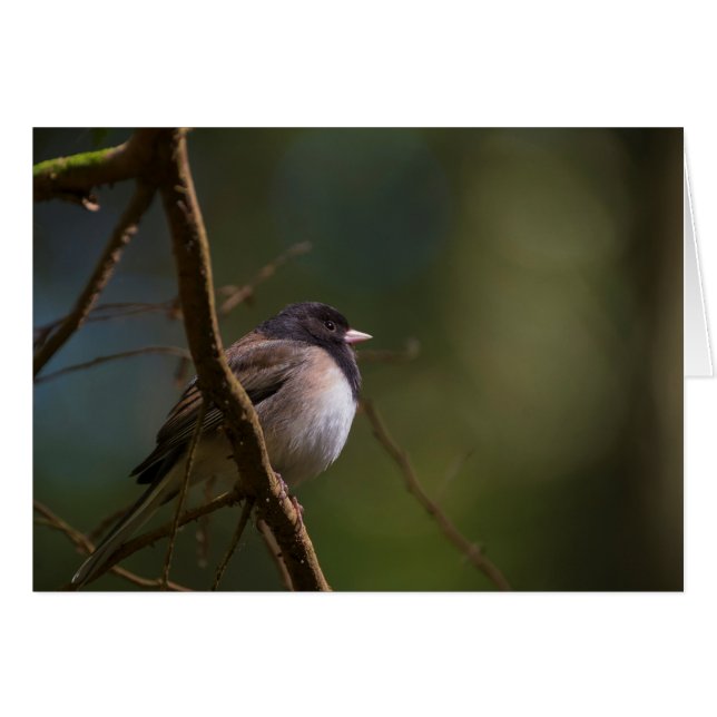 Oregeon Junco OBS Kort (Framsidan Horizontal)