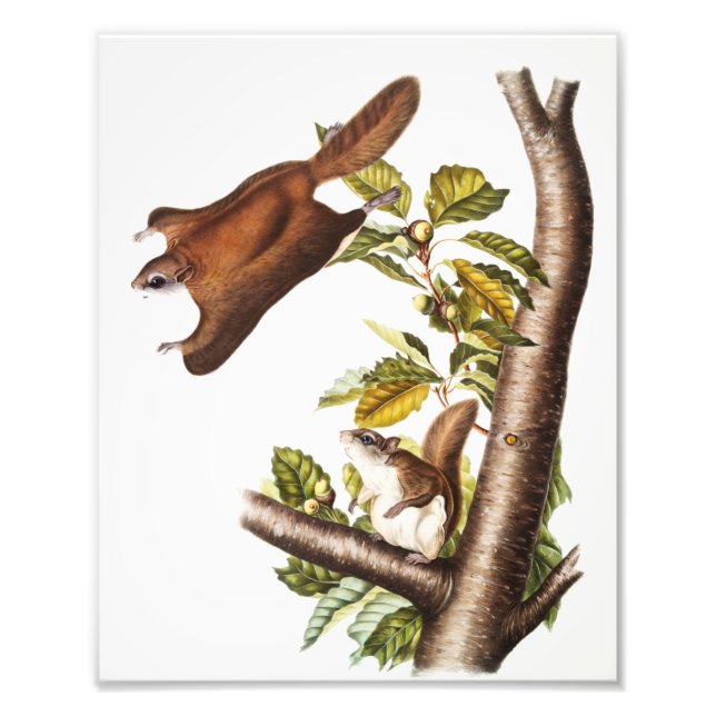 Oregon Flies Squirrel (Pteromys Origonensis) Fototryck (Framsidan)