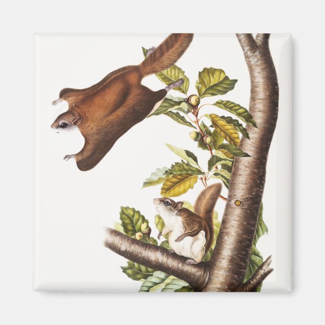 Oregon Flies Squirrel (Pteromys Origonensis) Magnet (Framsidan)