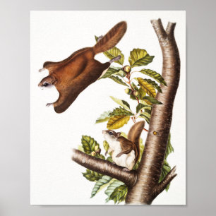 Oregon Flies Squirrel (Pteromys Origonensis) Poster
