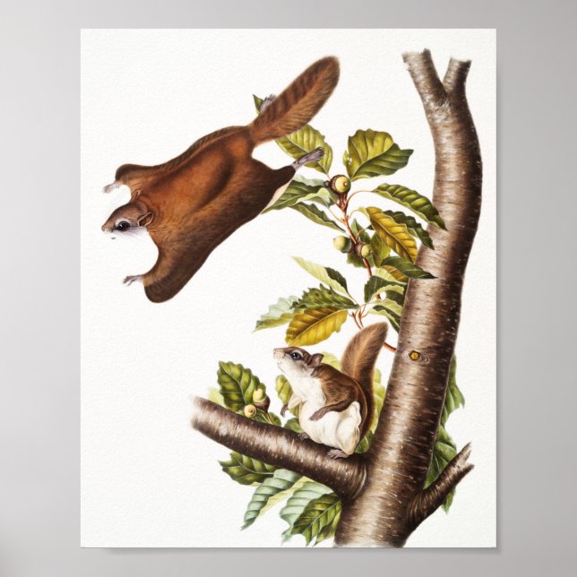 Oregon Flies Squirrel (Pteromys Origonensis) Poster (Framsidan)