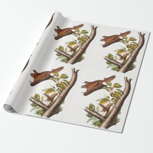 Oregon Flies Squirrel (Pteromys Origonensis) Presentpapper