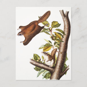 Oregon Flies Squirrel (Pteromys Origonensis) Vykort