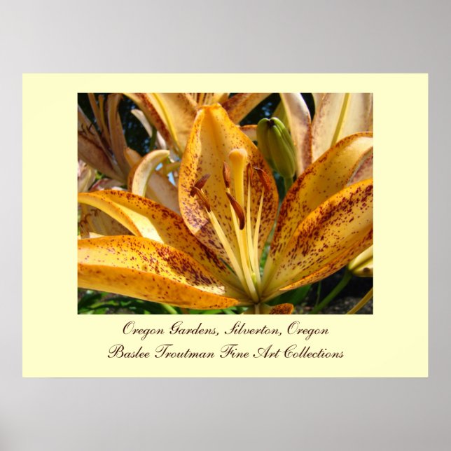 Oregon Gardens Silverton Gyllene Lilja Blommor Poster (Framsidan)