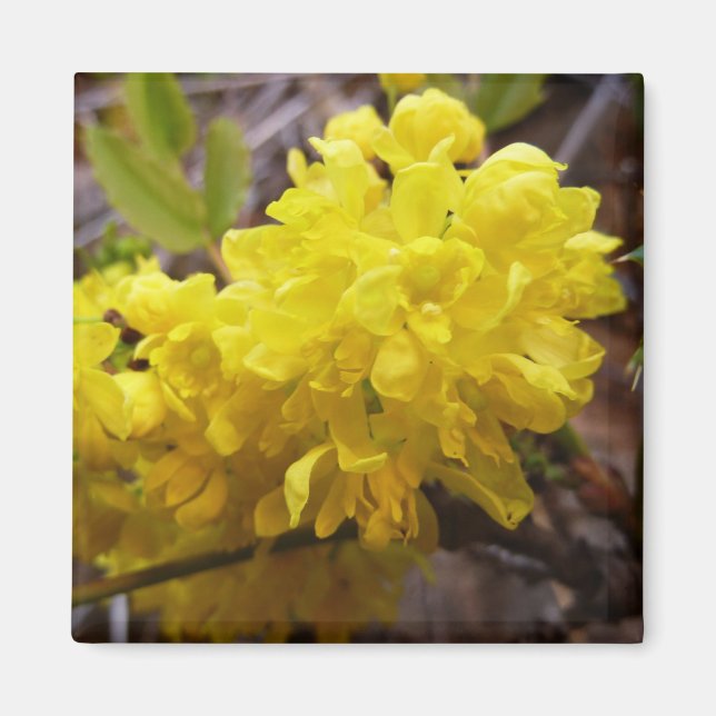 Oregon Grape Flowers Gult Wildblommor Magnet (Framsidan)