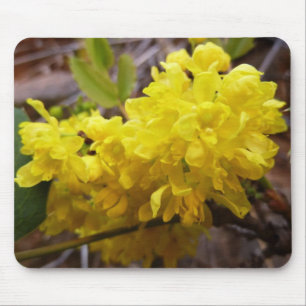 Oregon Grape Flowers Gult Wildblommor Musmatta