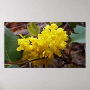 Oregon Grape Flowers Gult Wildblommor Poster