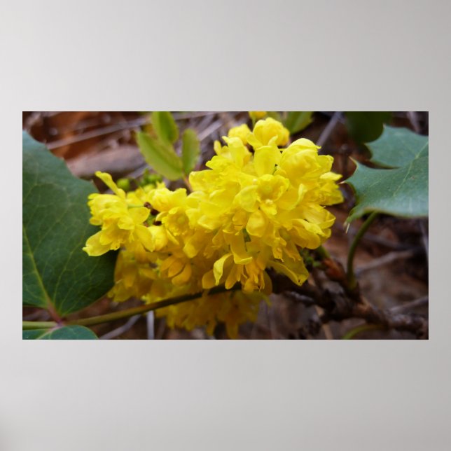 Oregon Grape Flowers Gult Wildblommor Poster (Framsidan)