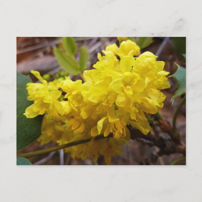 Oregon Grape Flowers Gult Wildblommor Vykort (Framsida)