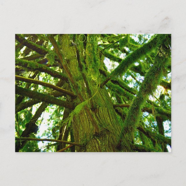 Oregon Grönt Vykort (Framsida)