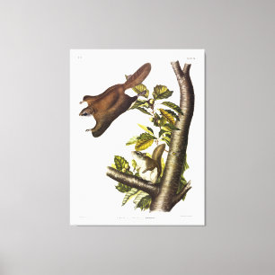 Oregon (Humboldt s) Flies Squirrel av Audubon Canvastryck