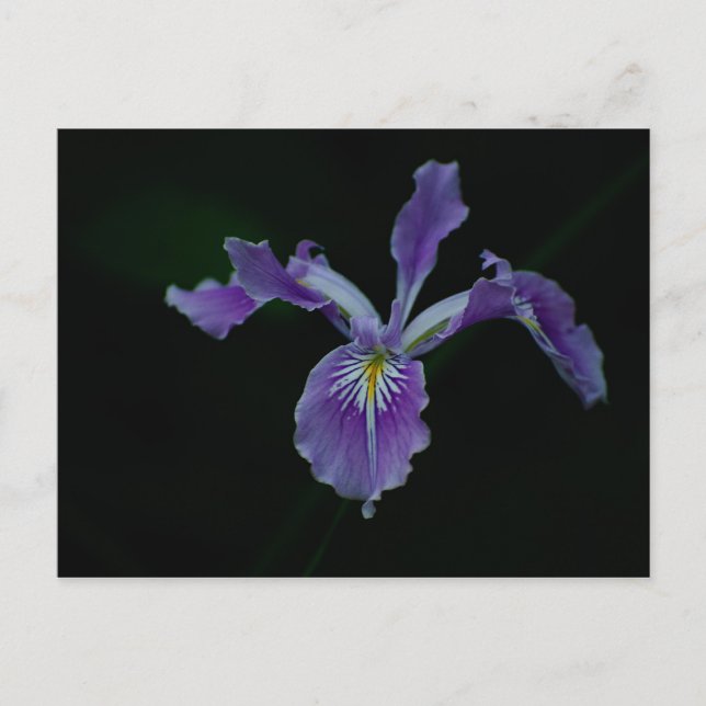 Oregon Iris 01 Vykort (Framsida)