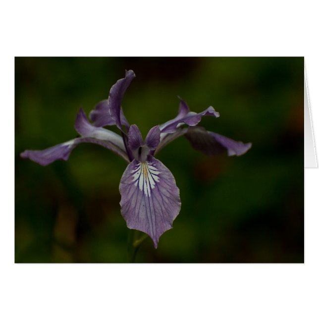 Oregon Iris OBS Kort (Framsidan Horizontal)