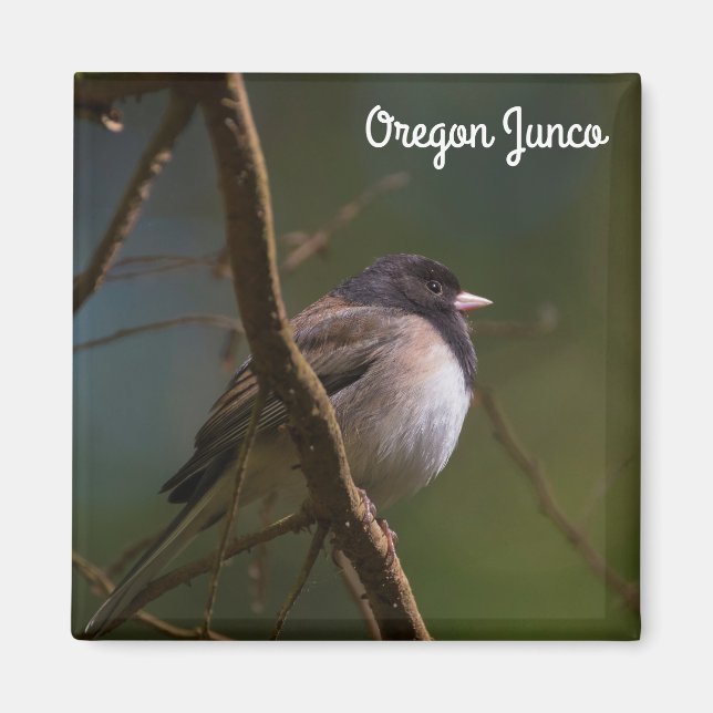 Oregon Junco Magnet (Framsidan)