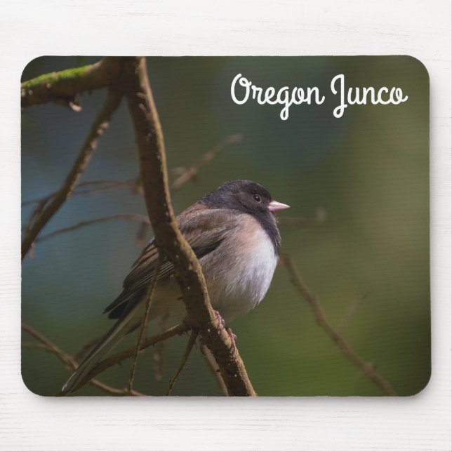 Oregon Junco Musmatta (Framsidan)