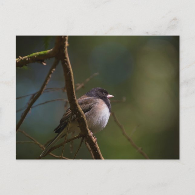Oregon Junco Vykort (Framsida)