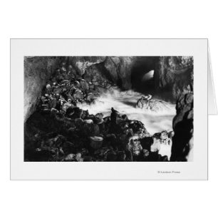 Oregon Kusten Sea Lejon Caves Insida View Hälsningskort