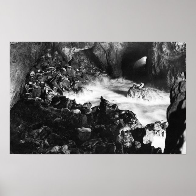 Oregon Kusten Sea Lejon Caves Insida View Poster (Framsidan)