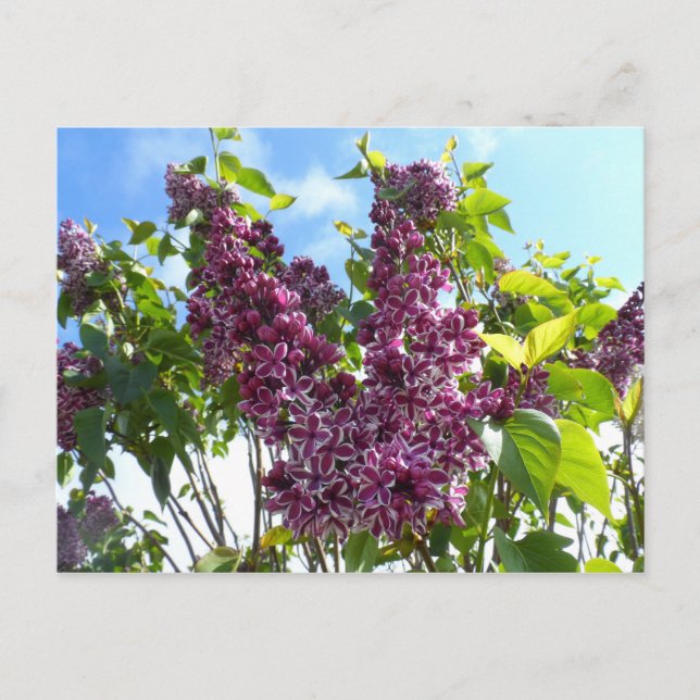 Oregon Lilacs Vykort (Framsida)