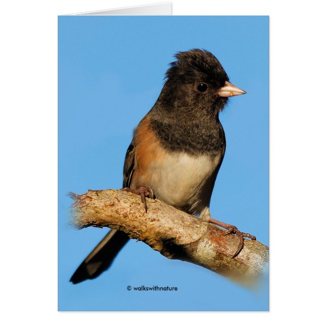 Oregon Mörk-Eyed Junco om Cherry Träd Hälsningskort (Framsidan)