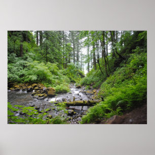 Oregon-skog Poster
