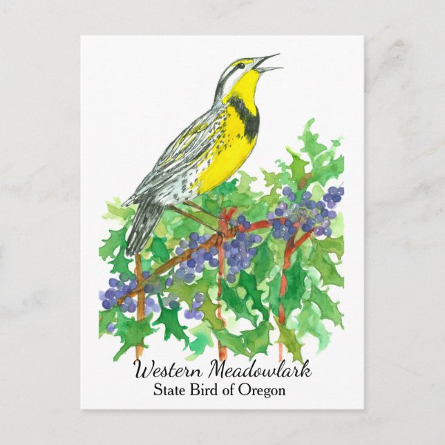 Oregon State Flower Bird Meadowlark Vykort (Framsida)