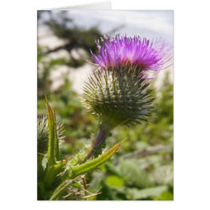 Oregon Thistles Hälsningskort