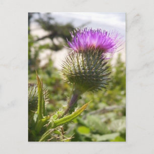 Oregon Thistles Vykort