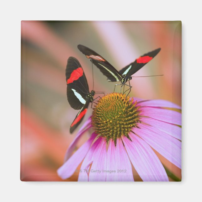 Oregon, usa 3 magnet (Framsidan)